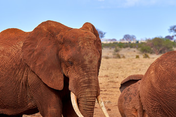 Fototapeta na wymiar View of several African elephants in the savannah on safari in Kenya, Tsavo national park