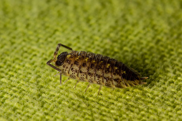 Bug