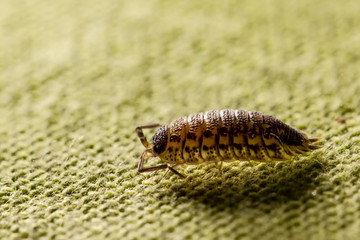Bug