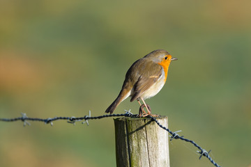 Robin in the garden