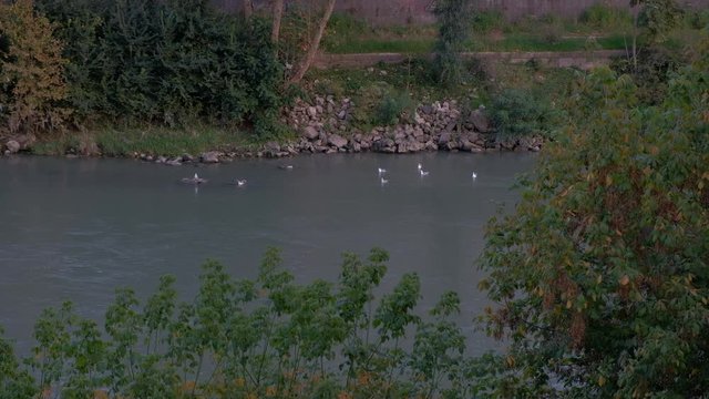 Gaviotas levantando el vuelo en el r&iacute;o T&iacute;ber, Roma, Italia