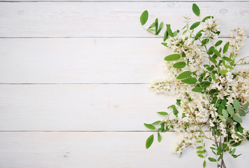 Beautiful acacia blossom branches on white wooden table. Spring background with empty place for text.