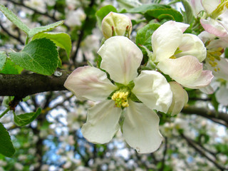 Obraz na płótnie Canvas blooming apple tree in spring, flowers with large white petals macro