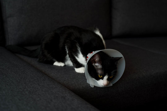 Young Black And White Cat With Elizabethan Collar After Spay Surgery On The Grey Sofa Couch