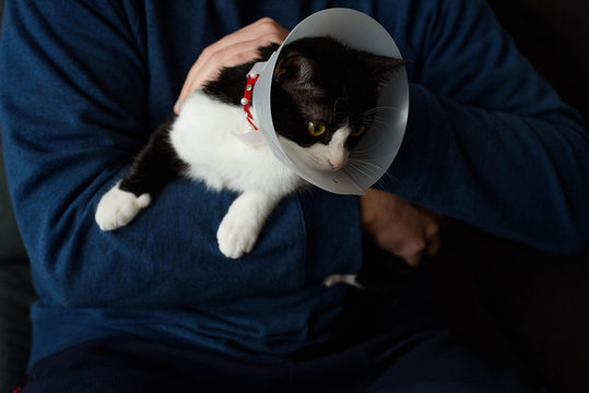 Close Up Of A Cat Wearing Elizabethan Collar After Spay Surgery. Man Owner Is Holding Her