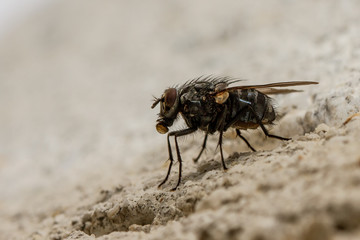 Fly
