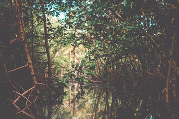 Mangrove Vegetation in Brazil