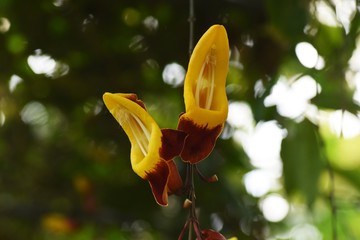 Thunbergia mysorensis (Clock vine)