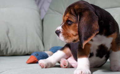 beagle