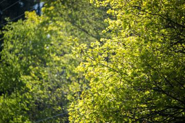 Obraz premium Backyard tree blanches in sunlight