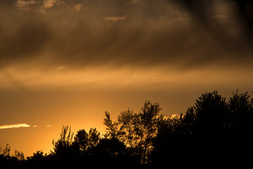 New growth on forest floor