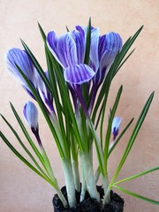 Close-up: purple and white crocus flowers and buds, green leaves covered with water drops. Dew runs down the petals.