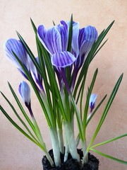 Close-up: purple and white crocus flowers and buds, green leaves covered with water drops. Dew runs down the petals.