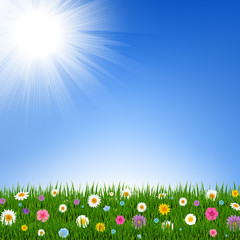 Fototapeta premium Grass And Flowers Border And Sky