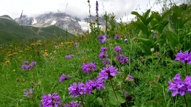 Purple flowers on a summer Alpen meadow against snowy mountains covered with clouds. 4K