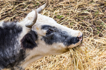 Fototapeta premium Black and white cow eating dried grass on Sardinia island, Italy