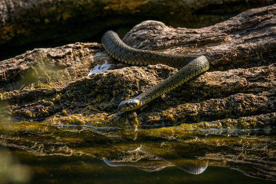 Wassernatter Bilder Durchsuchen 6,809 Archivfotos, und
