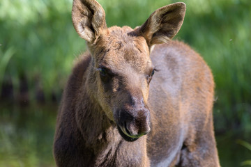 Shiras Moose in Colorado. Shiras are the smallest species of Moose in North America