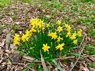 Dwarf Daffodils