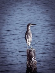 Bird is on the poll.