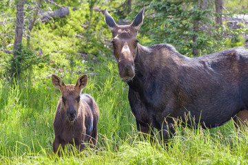 Shiras Moose in Colorado. Shiras are the smallest species of Moose in North America
