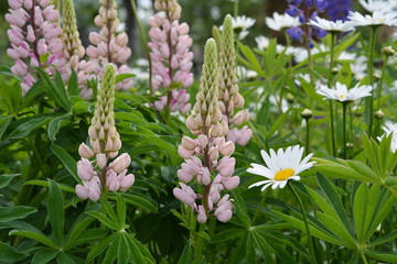 Pink lupinus, lupin or lupine and daisies. Beautiful flowering meadow in summer day.