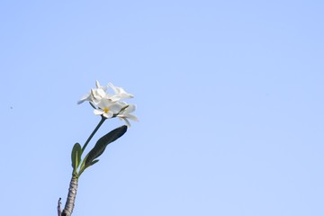 plumeria is on the tree.