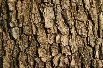 Typical South European oak bark
