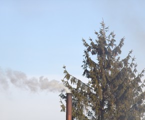 Dymiący komin na tle drzewa - smog stop - obrazy, fototapety, plakaty