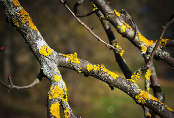 colours of nature
