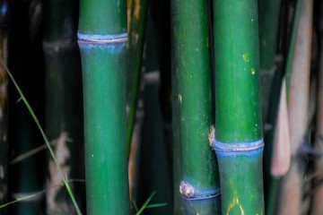 Obraz premium Bamboo in the garden.