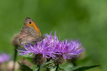 Closeup of a meadow brown butterfly sitting on a flower