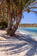 Palm beach (Agia Irini) on Paros island, Greece. Picturesque greek beach with huge palms in...