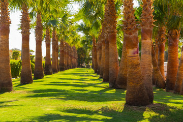 Obraz premium Date palms of the Sinai Peninsula.