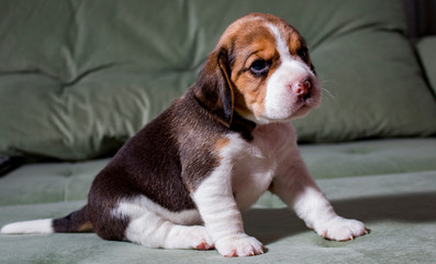 beagle in front of white background