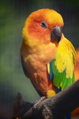 Parrot