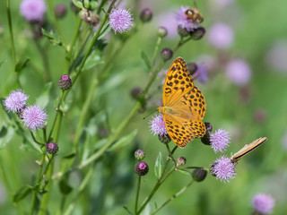 A Silver-washed fritillary butterfly sitting on a flower