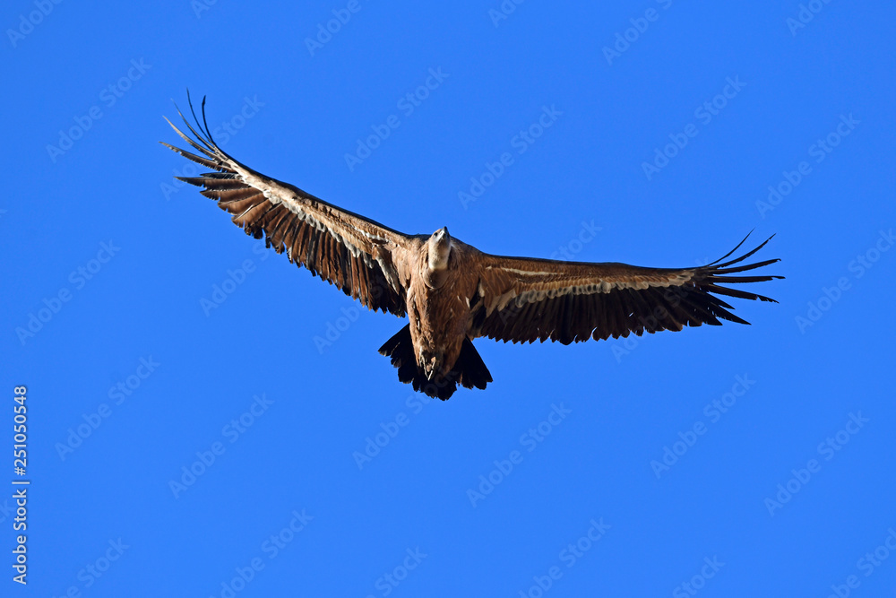 Poster segelnder Gänsegeier (Gyps fulvus) - Griffon vulture