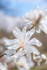 Weisse Magnolienblüten am Zweig