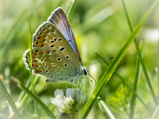 A common blue butterfly resting in a meadow