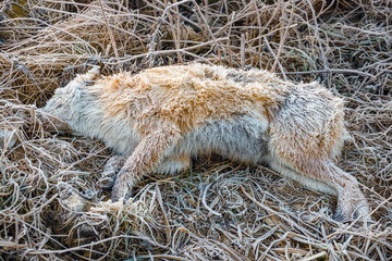 the dead dog lies on the frozen ground