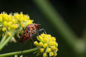 A Striped bug sitting on a yellow flower