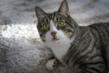 Gray cat lying on the light carpet. Portrait of a cat.