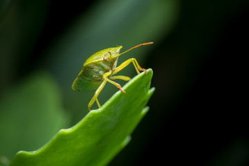 Closeup of an adult green shield bug sitting on a green leaf