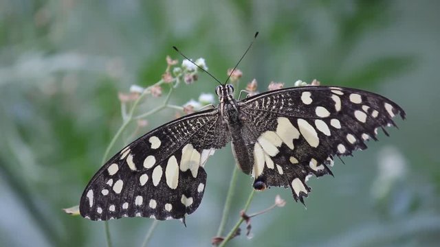 A video of The Plain Tiger Butterfly sitting on the flower plant  and feeding itself in its natural habitat 