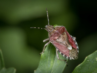 Closeup of an adult sloe bug sitting on a green leaf