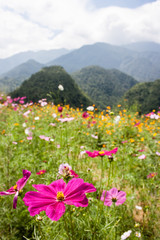 Fototapeta premium Colorful meadow and green mountains near Sa Pa, Vietnam