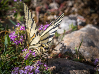 A scarce swallowtail feeding on thyme blossoms