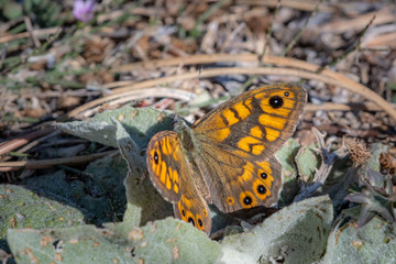 A wall brown butterfly resting on the ground
