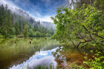 Fototapeta na wymiar Majestic summer view of mountain lake Lacul Rosu or Red Lake or Killer Lake